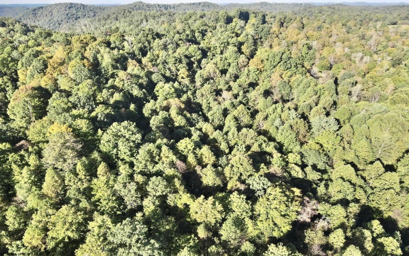 290 Long Fork Road, Flatwoods, West Virginia 26623, 0 , 0 ,0,Lots/land,For Sale,Long Fork,0,10167381
