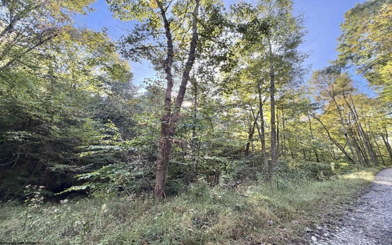 290 Long Fork Road, Flatwoods, West Virginia 26623, 0 , 0 ,0,Lots/land,For Sale,Long Fork,0,10167381