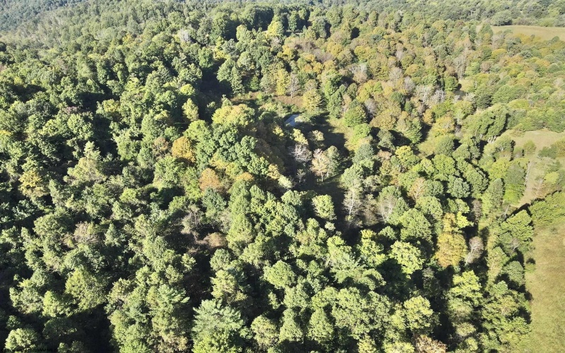 290 Long Fork Road, Flatwoods, West Virginia 26623, 0 , 0 ,0,Lots/land,For Sale,Long Fork,0,10167381