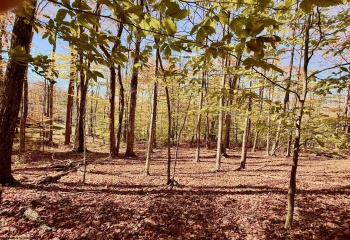 Lot 90 Mountainside Road, Davis, West Virginia 26260-0000, 0 , 0 ,0,Lots/land,For Sale,Mountainside,0,10167382