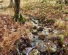 Lot 90 Mountainside Road, Davis, West Virginia 26260-0000, 0 , 0 ,0,Lots/land,For Sale,Mountainside,0,10167382