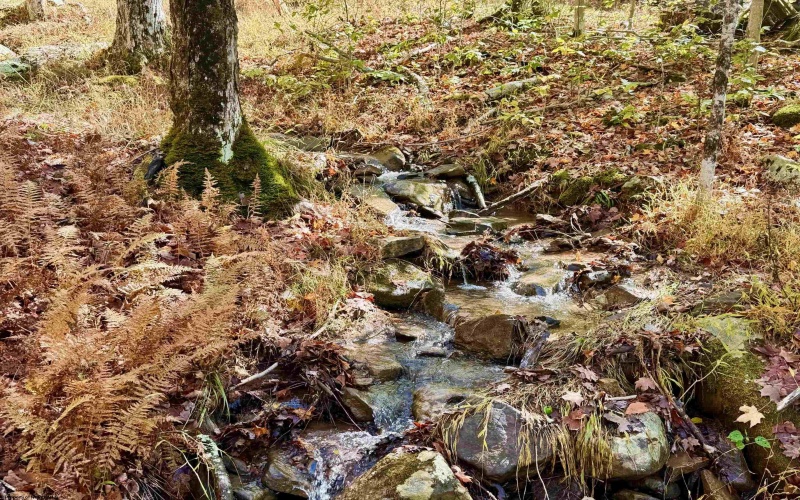 Lot 90 Mountainside Road, Davis, West Virginia 26260-0000, 0 , 0 ,0,Lots/land,For Sale,Mountainside,0,10167382