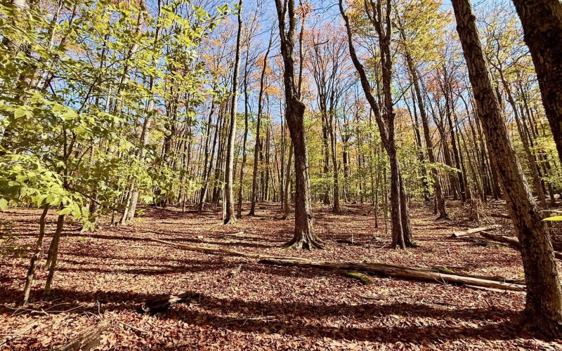 Lot 90 Mountainside Road, Davis, West Virginia 26260-0000, 0 , 0 ,0,Lots/land,For Sale,Mountainside,0,10167382