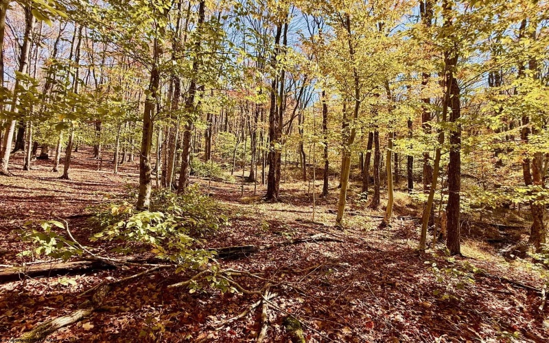 Lot 90 Mountainside Road, Davis, West Virginia 26260-0000, 0 , 0 ,0,Lots/land,For Sale,Mountainside,0,10167382