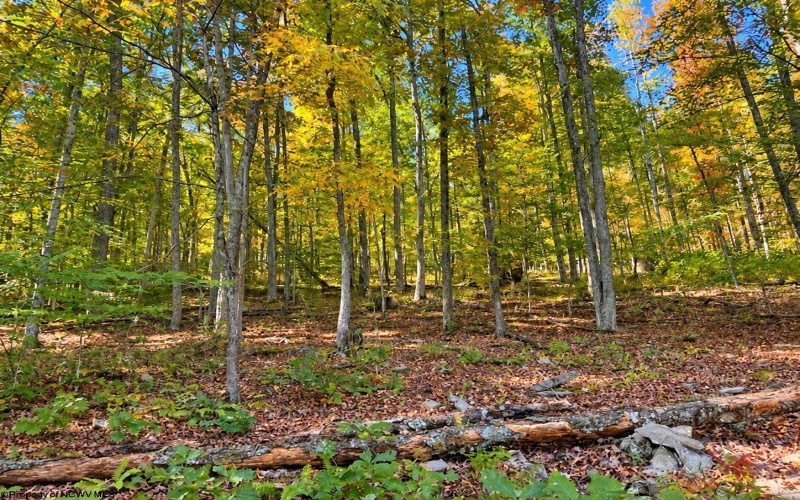 TBD Beckys Creek Road, Huttonsville, West Virginia 26273, 0 , 0 ,0,Lots/land,For Sale,Beckys Creek,0,10167387