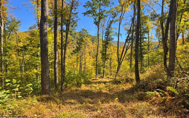 TBD Beckys Creek Road, Huttonsville, West Virginia 26273, 0 , 0 ,0,Lots/land,For Sale,Beckys Creek,0,10167387