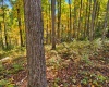 TBD Beckys Creek Road, Huttonsville, West Virginia 26273, 0 , 0 ,0,Lots/land,For Sale,Beckys Creek,0,10167387