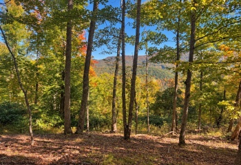 TBD Beckys Creek Road, Huttonsville, West Virginia 26273, 0 , 0 ,0,Lots/land,For Sale,Beckys Creek,0,10167387