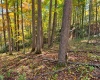 TBD Beckys Creek Road, Huttonsville, West Virginia 26273, 0 , 0 ,0,Lots/land,For Sale,Beckys Creek,0,10167387