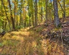 TBD Beckys Creek Road, Huttonsville, West Virginia 26273, 0 , 0 ,0,Lots/land,For Sale,Beckys Creek,0,10167387