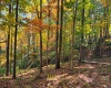 TBD Beckys Creek Road, Huttonsville, West Virginia 26273, 0 , 0 ,0,Lots/land,For Sale,Beckys Creek,0,10167387