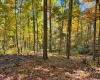 TBD Beckys Creek Road, Huttonsville, West Virginia 26273, 0 , 0 ,0,Lots/land,For Sale,Beckys Creek,0,10167387