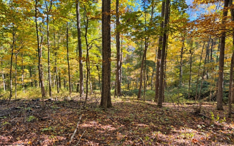 TBD Beckys Creek Road, Huttonsville, West Virginia 26273, 0 , 0 ,0,Lots/land,For Sale,Beckys Creek,0,10167387