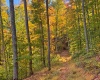 TBD Beckys Creek Road, Huttonsville, West Virginia 26273, 0 , 0 ,0,Lots/land,For Sale,Beckys Creek,0,10167387