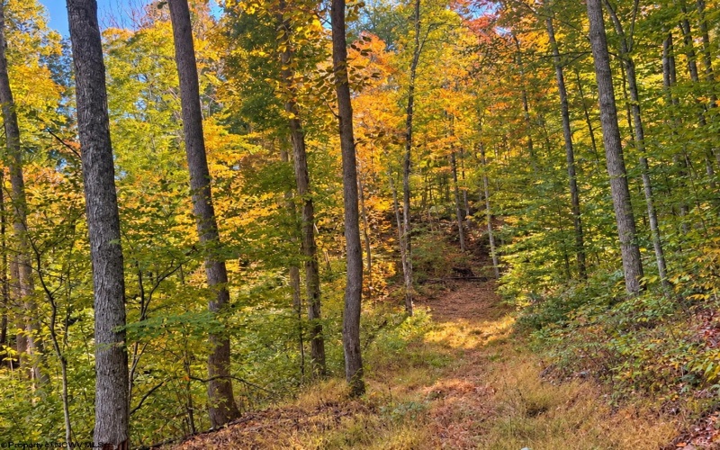 TBD Beckys Creek Road, Huttonsville, West Virginia 26273, 0 , 0 ,0,Lots/land,For Sale,Beckys Creek,0,10167387