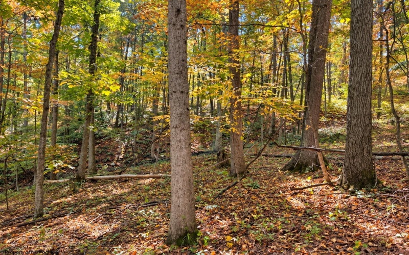 TBD Beckys Creek Road, Huttonsville, West Virginia 26273, 0 , 0 ,0,Lots/land,For Sale,Beckys Creek,0,10167387