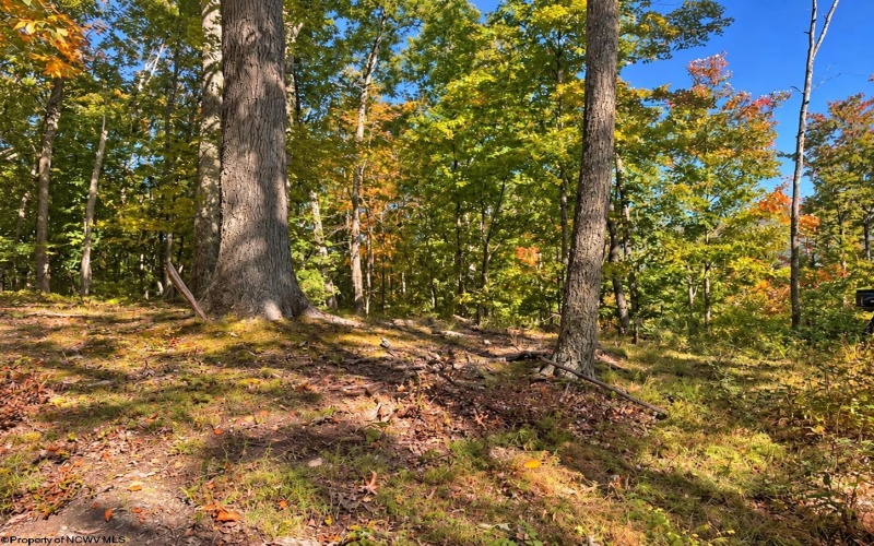 TBD Beckys Creek Road, Huttonsville, West Virginia 26273, 0 , 0 ,0,Lots/land,For Sale,Beckys Creek,0,10167387