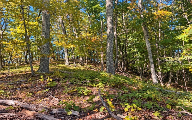 TBD Beckys Creek Road, Huttonsville, West Virginia 26273, 0 , 0 ,0,Lots/land,For Sale,Beckys Creek,0,10167387
