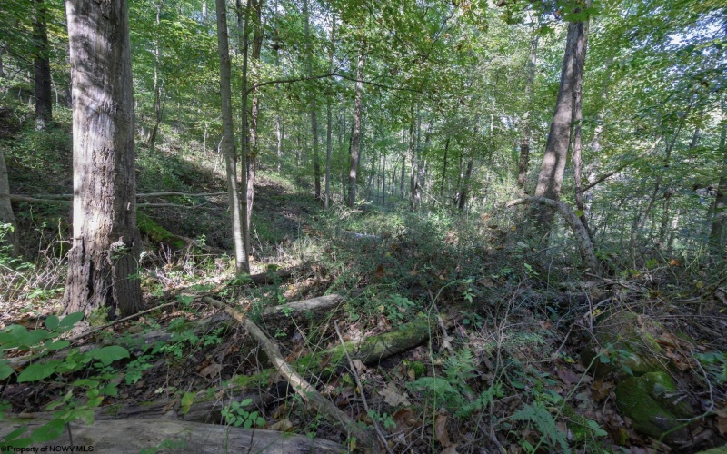 Lot 1 Panther Hollow Road, Wellsburg, West Virginia 26070, 0 , 0 ,0,Lots/land,For Sale,Panther Hollow,0,10167405 Lot 1 Panther Hollow Road, Wellsburg, West Virginia 26070, 0 , 0 ,0,Lots/land,For Sale,Panther Hollow,0,10167405