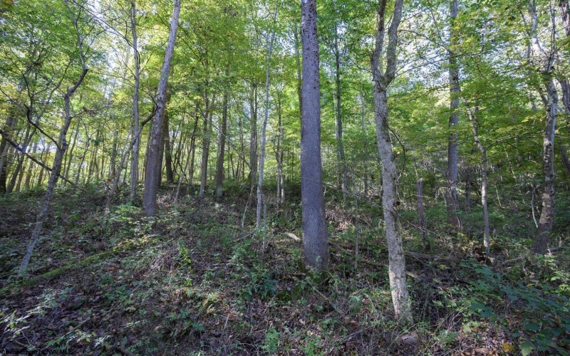 Lot 1 Panther Hollow Road, Wellsburg, West Virginia 26070, 0 , 0 ,0,Lots/land,For Sale,Panther Hollow,0,10167405 Lot 1 Panther Hollow Road, Wellsburg, West Virginia 26070, 0 , 0 ,0,Lots/land,For Sale,Panther Hollow,0,10167405