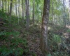 Lot 1 Panther Hollow Road, Wellsburg, West Virginia 26070, 0 , 0 ,0,Lots/land,For Sale,Panther Hollow,0,10167405 Lot 1 Panther Hollow Road, Wellsburg, West Virginia 26070, 0 , 0 ,0,Lots/land,For Sale,Panther Hollow,0,10167405