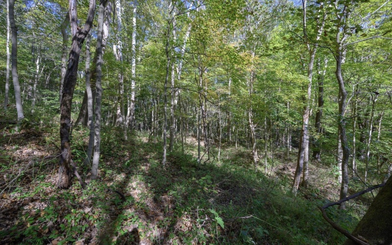 Lot 1 Panther Hollow Road, Wellsburg, West Virginia 26070, 0 , 0 ,0,Lots/land,For Sale,Panther Hollow,0,10167405 Lot 1 Panther Hollow Road, Wellsburg, West Virginia 26070, 0 , 0 ,0,Lots/land,For Sale,Panther Hollow,0,10167405
