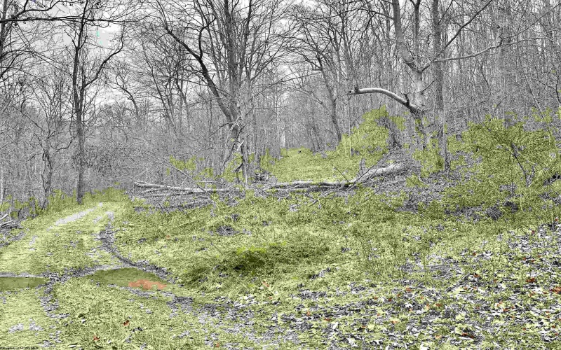 496 Dillon Hollow Road, Jane Lew, West Virginia 26378, 0 , 0 ,0,Lots/land,For Sale,Dillon Hollow,0,10163995