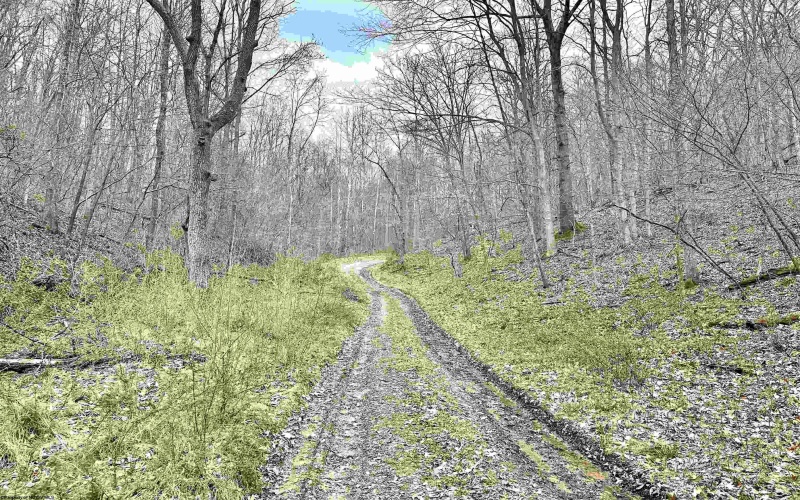 496 Dillon Hollow Road, Jane Lew, West Virginia 26378, 0 , 0 ,0,Lots/land,For Sale,Dillon Hollow,0,10163995