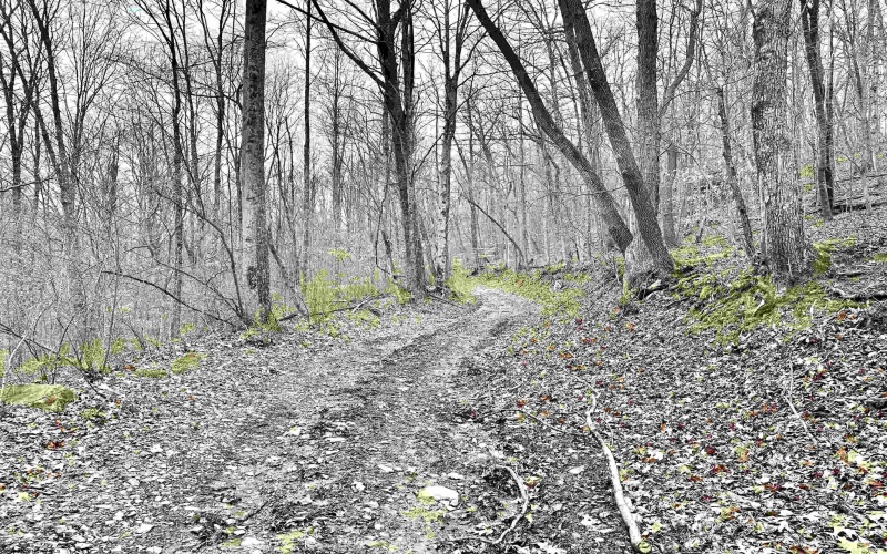 496 Dillon Hollow Road, Jane Lew, West Virginia 26378, 0 , 0 ,0,Lots/land,For Sale,Dillon Hollow,0,10163995