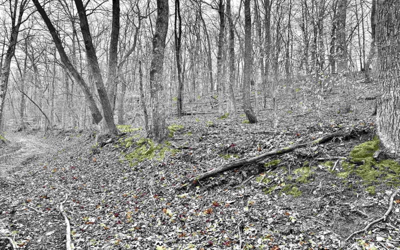 496 Dillon Hollow Road, Jane Lew, West Virginia 26378, 0 , 0 ,0,Lots/land,For Sale,Dillon Hollow,0,10163995