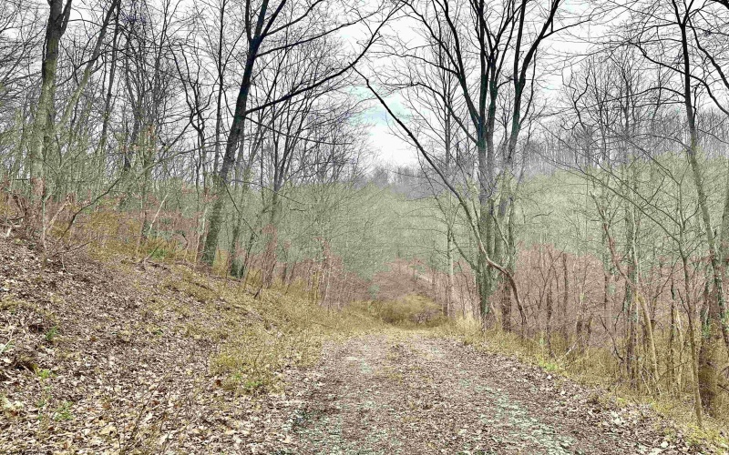 496 Dillon Hollow Road, Jane Lew, West Virginia 26378, 0 , 0 ,0,Lots/land,For Sale,Dillon Hollow,0,10163995