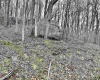 496 Dillon Hollow Road, Jane Lew, West Virginia 26378, 0 , 0 ,0,Lots/land,For Sale,Dillon Hollow,0,10163995