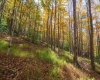 110 Fern Lane, Davis, West Virginia 26260, 0 , 0 ,0,Lots/land,For Sale,Fern,0,10167443