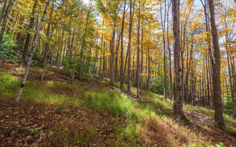 110 Fern Lane, Davis, West Virginia 26260, 0 , 0 ,0,Lots/land,For Sale,Fern,0,10167443