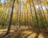 110 Fern Lane, Davis, West Virginia 26260, 0 , 0 ,0,Lots/land,For Sale,Fern,0,10167443