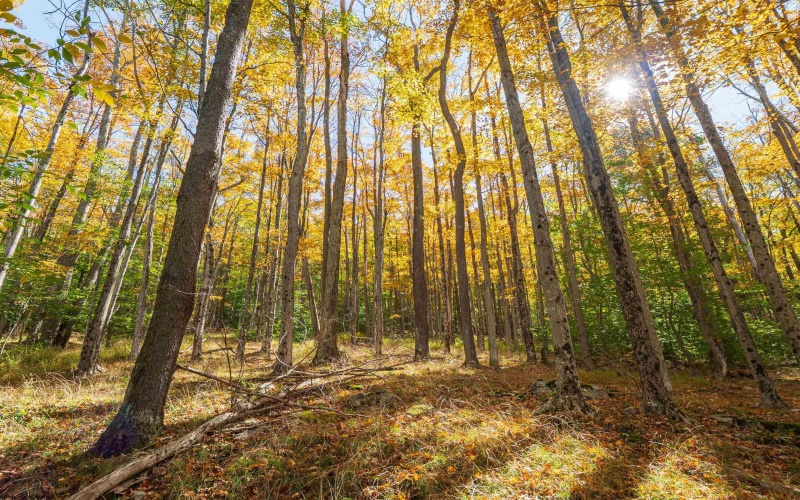 110 Fern Lane, Davis, West Virginia 26260, 0 , 0 ,0,Lots/land,For Sale,Fern,0,10167443