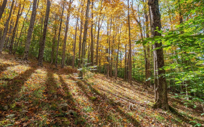 110 Fern Lane, Davis, West Virginia 26260, 0 , 0 ,0,Lots/land,For Sale,Fern,0,10167443