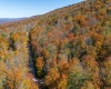 110 Fern Lane, Davis, West Virginia 26260, 0 , 0 ,0,Lots/land,For Sale,Fern,0,10167443