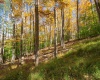 110 Fern Lane, Davis, West Virginia 26260, 0 , 0 ,0,Lots/land,For Sale,Fern,0,10167443