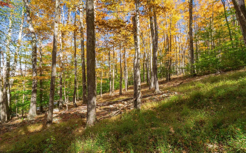 110 Fern Lane, Davis, West Virginia 26260, 0 , 0 ,0,Lots/land,For Sale,Fern,0,10167443