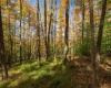 110 Fern Lane, Davis, West Virginia 26260, 0 , 0 ,0,Lots/land,For Sale,Fern,0,10167443