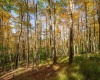 110 Fern Lane, Davis, West Virginia 26260, 0 , 0 ,0,Lots/land,For Sale,Fern,0,10167443