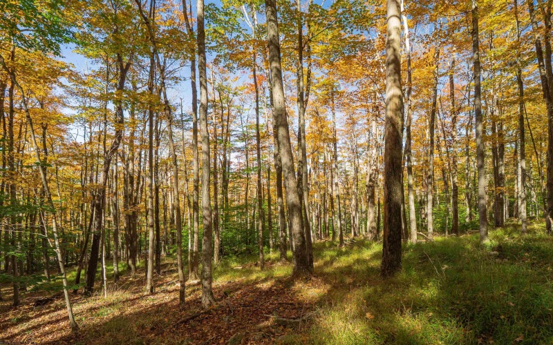110 Fern Lane, Davis, West Virginia 26260, 0 , 0 ,0,Lots/land,For Sale,Fern,0,10167443