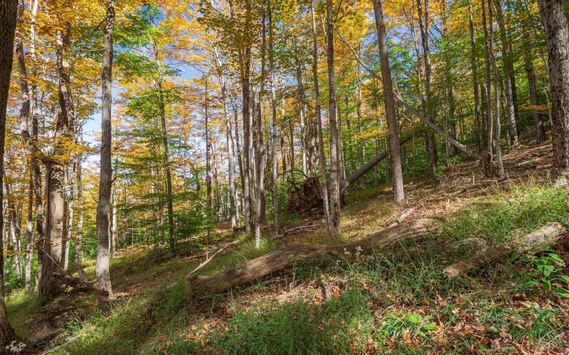 110 Fern Lane, Davis, West Virginia 26260, 0 , 0 ,0,Lots/land,For Sale,Fern,0,10167443