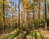 110 Fern Lane, Davis, West Virginia 26260, 0 , 0 ,0,Lots/land,For Sale,Fern,0,10167443