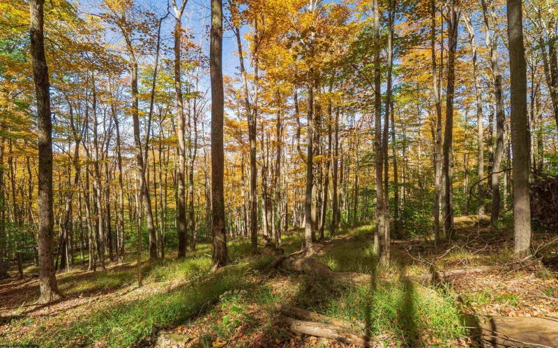 110 Fern Lane, Davis, West Virginia 26260, 0 , 0 ,0,Lots/land,For Sale,Fern,0,10167443
