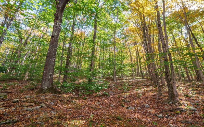 110 Fern Lane, Davis, West Virginia 26260, 0 , 0 ,0,Lots/land,For Sale,Fern,0,10167443