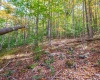 110 Fern Lane, Davis, West Virginia 26260, 0 , 0 ,0,Lots/land,For Sale,Fern,0,10167443