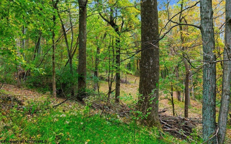 TBD Peach Tree Fork Road, Normantown, West Virginia 25267, 0 , 0 ,0,Lots/land,For Sale,Peach Tree Fork,0,10167406 TBD Peach Tree Fork Road, Normantown, West Virginia 25267, 0 , 0 ,0,Lots/land,For Sale,Peach Tree Fork,0,10167406