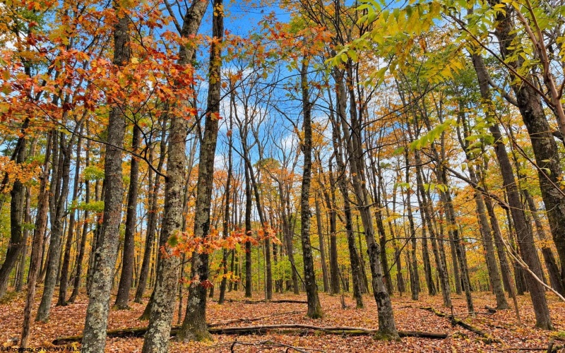 23 Alpine Drive, Terra Alta, West Virginia 26764, 0 , 0 ,0,Lots/land,For Sale,Alpine,0,10167461